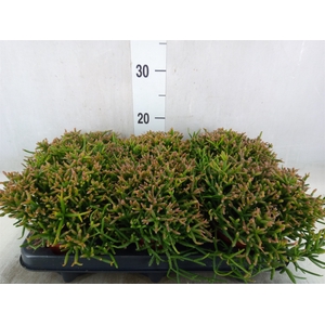 Rhipsalis burchellii