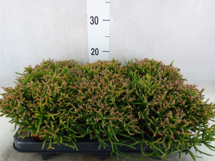 <h4>Rhipsalis burchellii</h4>
