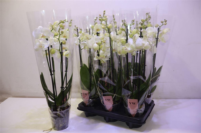 <h4>Phal An Inverness</h4>