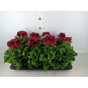 Pelargonium gran.   ..