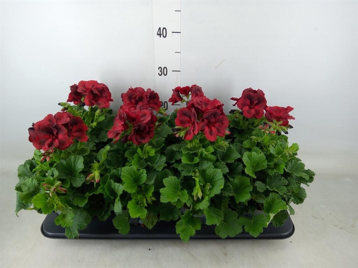 <h4>Pelargonium gran.   ..</h4>