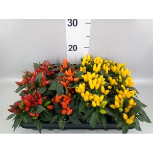 CAPSICUM ANNUUM 'SALSA'