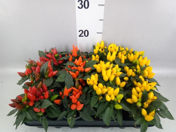 <h4>CAPSICUM ANNUUM 'SALSA'</h4>