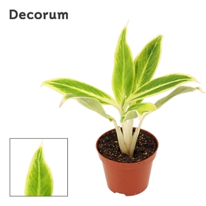 Aglaonema Lipstick green 9 cm (Decorum)