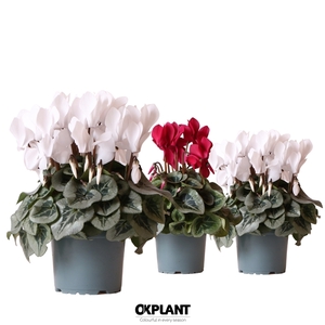 Cyclamen Rembrandt red white mix