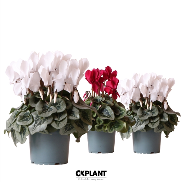 <h4>Cyclamen Rembrandt red white mix</h4>