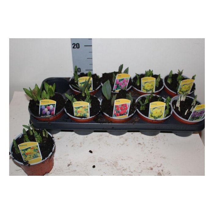 <h4>Bolbloemen Gem</h4>