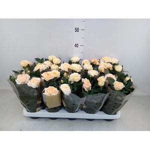 Rosa  'Belami Kordana'