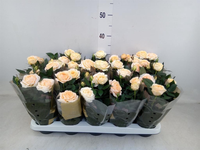 <h4>Rosa  'Belami Kordana'</h4>