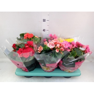 Begonia elat. DU   ...mix