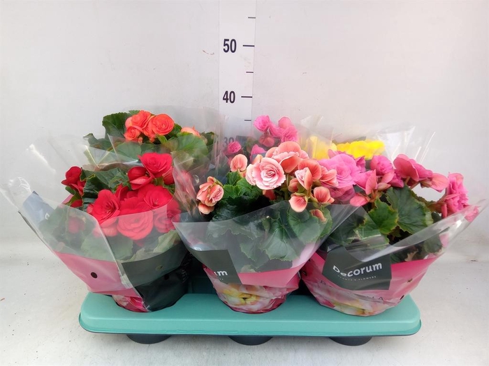 <h4>Begonia elat. DU   ...mix</h4>