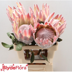 PROTEA CYNAROIDES