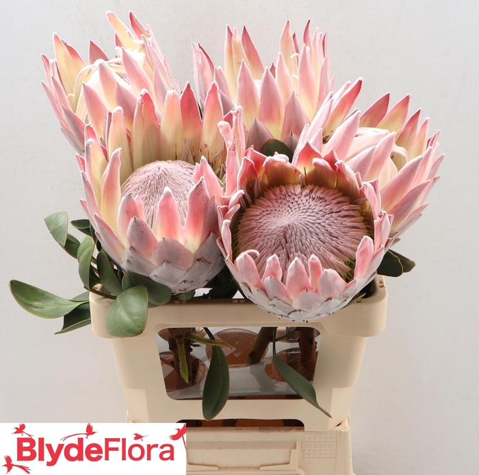 <h4>PROTEA CYNAROIDES</h4>