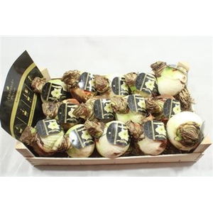 AM BOL.LEMON 34/36 + ETIKET!!