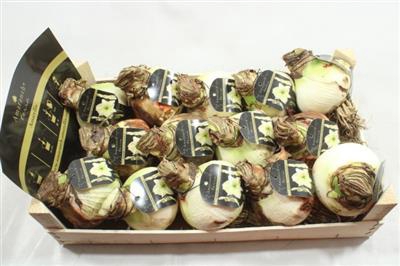 <h4>AM BOL.LEMON 34/36 + ETIKET!!</h4>