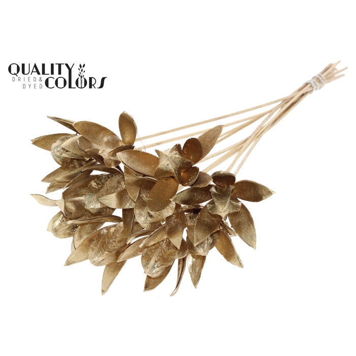 <h4>Wild Lilly on stem Antique Gold</h4>
