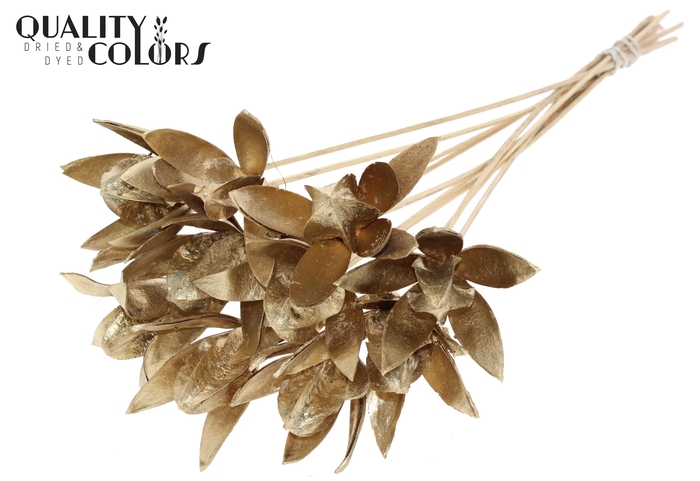 Wild Lilly on stem Antique Gold