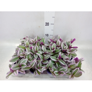 Tradescantia albif. 'Nanouk'