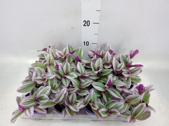 <h4>Tradescantia albif. 'Nanouk'</h4>