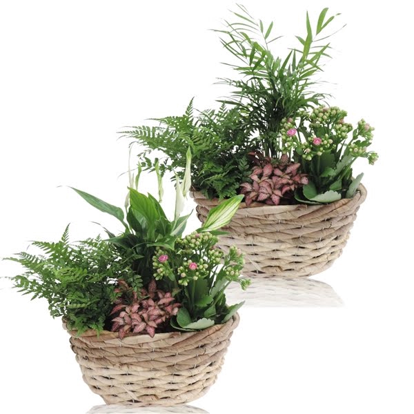 <h4>Collectie Lenn Arrangement in Mand 26 cm Ovaal</h4>