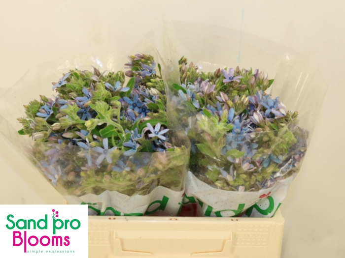 <h4>OXY CO TAN PURE BLU</h4>