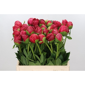 Paeonia Command Performance
