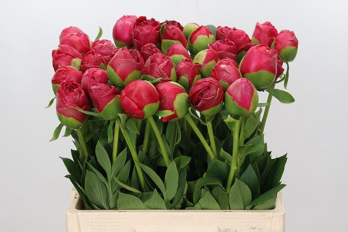 <h4>Paeonia Command Performance</h4>