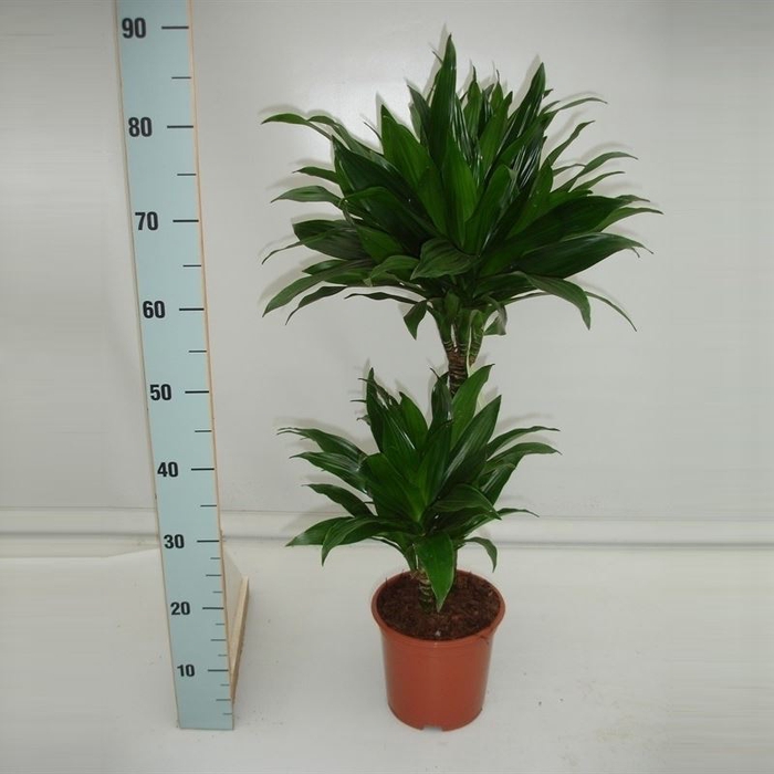 <h4>Dracaena frag. 'Green Jewel'</h4>