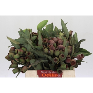 Kaaps Groen Euc. Bell Gum