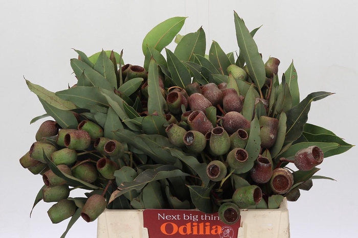 <h4>Kaaps Groen Euc. Bell Gum</h4>