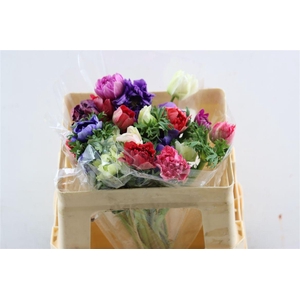 Anem Full Star Pastel Mix