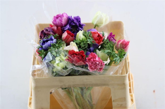 <h4>Anem Full Star Pastel Mix</h4>