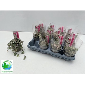 CEROP WO SILVE GLORY