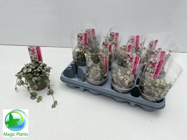 <h4>CEROP WO SILVE GLORY</h4>