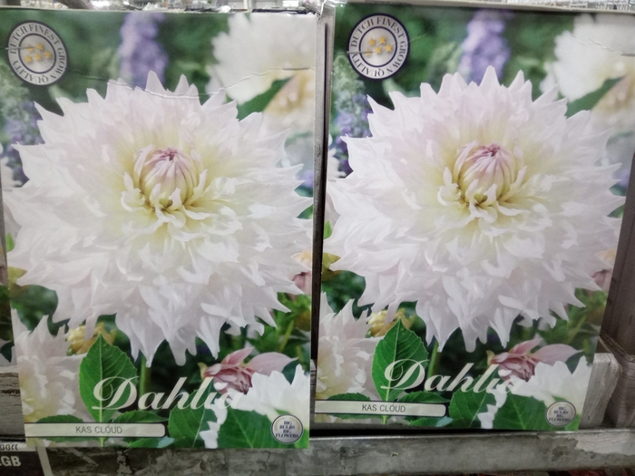 <h4>Dahlia   ...flowerbulbs</h4>