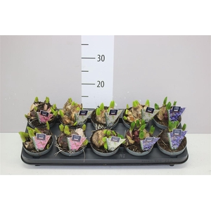 Hyacinthus Multiflora Gemengd