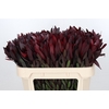 Leucadendron Saf Sunset Dark R.