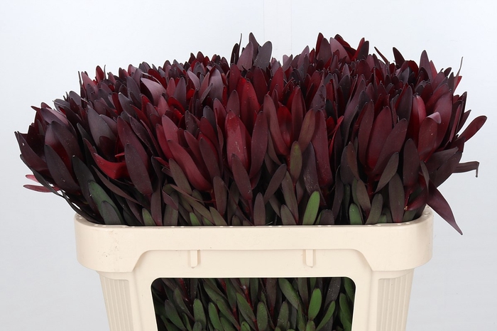 Leucadendron Saf Sunset Dark R.