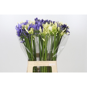 Agapanthus Mix