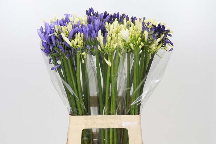 <h4>Agapanthus Mix</h4>