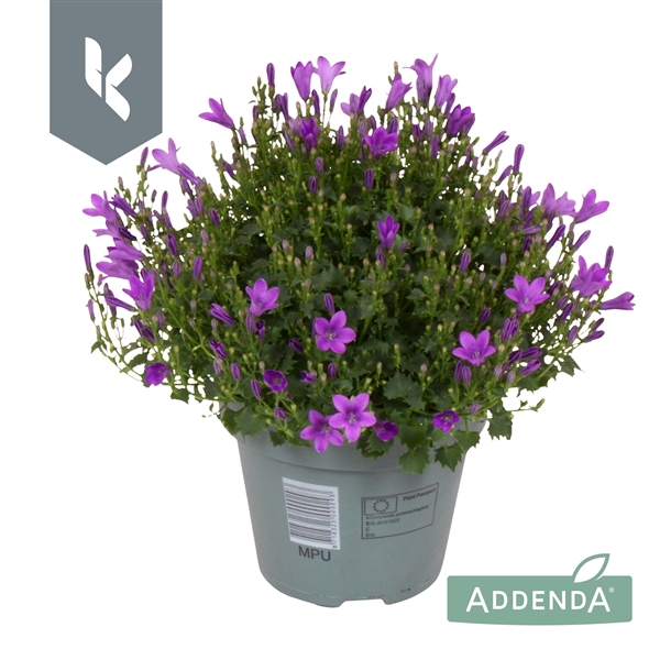 <h4>Campanula Ambella Intens Purple</h4>