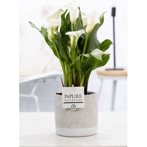Zantedeschia white in P&PURE Jade ceramics