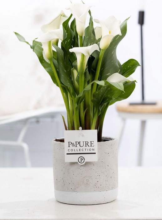 <h4>Zantedeschia white in P&PURE Jade ceramics</h4>