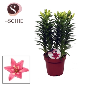 Lilium Az Rozalynn 19cm