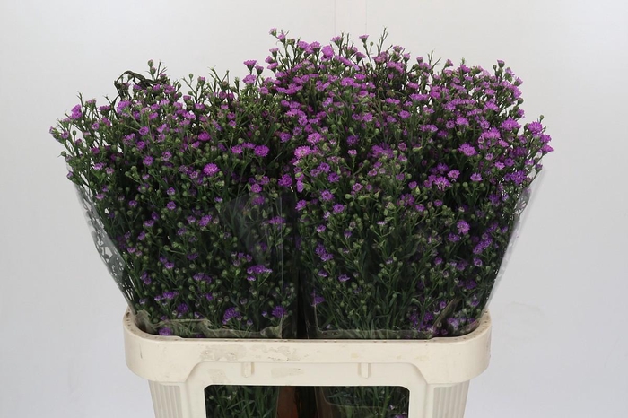 <h4>Aster Baby Pink</h4>