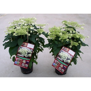 Hydrangea Hovaria Hayes Starburst