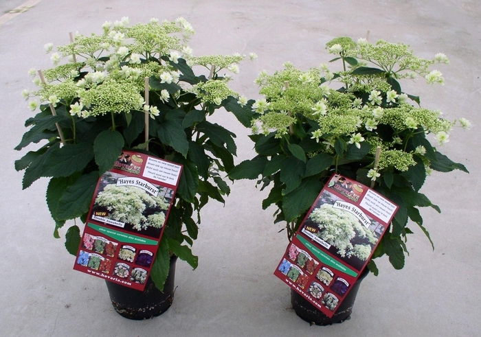 <h4>Hydrangea Hovaria Hayes Starburst</h4>