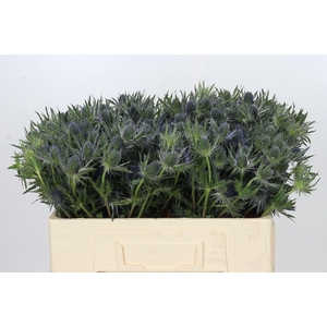 ERYNGIUM MAGICAL BLUE LAGOON ERYNGI