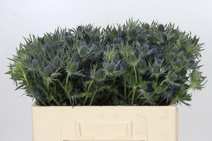 <h4>ERYNGIUM MAGICAL BLUE LAGOON ERYNGI</h4>