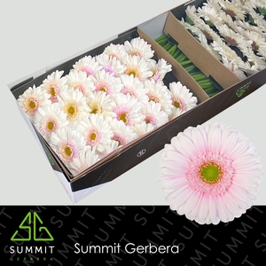 Gerbera Michelle Doos